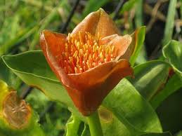 Image result for Scadoxus membranaceus