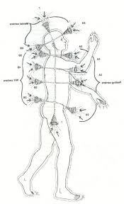 love the look and idea of this diagram of the chakras as