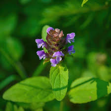 Mulch to prevent henbit in gardens or use preemergence herbicide in spring. Can T Identify Weed Our Guide With Pictures