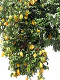 What are the names of the fruits which grow on trees? Growing Star Fruit How To Grow Star Fruit Tree From Seed Carambola Fruit Fruit Trees Fruit Tree Garden Fruit Garden