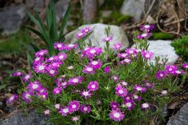 Image result for Delosperma tradescantioides
