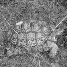 Image result for Talinum crispatulum