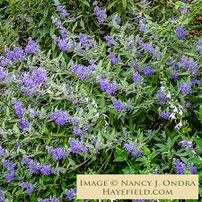 Image result for Caryopteris odorata