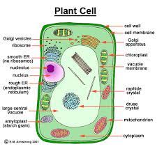 An animal cell diagram is a great way to learn and understand the many functions of an animal cell. Top 50 Questions Of Plant And Animal Cell