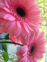 Pin By Irene Goh On Gods Creations Beautiful Flowers Amazing Flowers Pretty Flowers