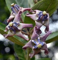 Giant Milkweed Swallow Wort Calotropis Gigantea May Blooms Little Garden Milkweed Garden Sculpture