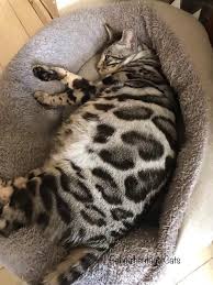 Our bengals are all kid tested and grandmother approved before leaving our pet families are screened carefully to find that purr~fect match for our beautiful and loving bengal kittens. Bengalheritage Cats Silver Queen Cloud