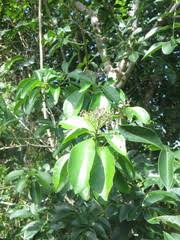 Image result for Zanthoxylum chalybeum