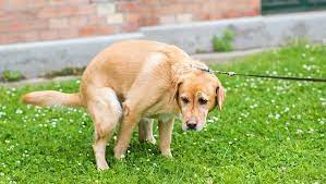 Prostate Cancer In Dogs Symptoms Causes Treatments Dogtime