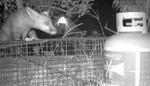 Raccoons are smart when it comes to breaking and entering yards, and it can be a frustrating exercise to discourage them. Electric Fences For Controlling Raccoons And Possums General Fruit Growing Growing Fruit