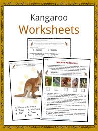 kangaroo facts worksheets habitat species diet for kids