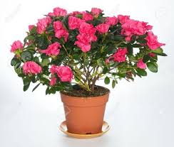 Azalea Plant At Rs 150 Piece S Azalea Tree Id 12089332748