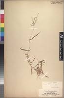 Image result for Panicum hochstetteri