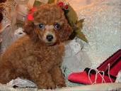 Southern Lady Red Poodles in Mississippi | Poodle puppies | Good Dog