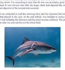 Three tiger sharks galeocerdo cuvier approaching divers on sandy bottom. Example Of A Tiger Shark Galeocerdo Cuvier Peron Lesueur 1822 Download Scientific Diagram