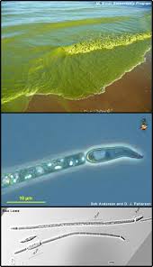 Image result for Cylindropsis