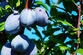 Nature hills is a complete garden center offering trees, shrubs, perennials, rose bushes, other plants, flower bulbs, and seeds. Best Places To Buy Fruit Trees Online Garden Of Luma