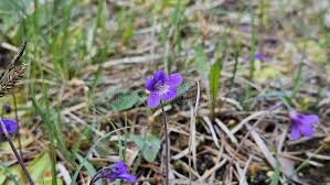 Image result for Lentibulariaceae