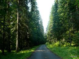Take your pick from full hookup rv spots and tent sites for some year round camping fun. Bumblebee Meadows On The North Fork Of The Coeur D Alene Rvsue And Her Canine Crew