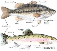 54 Studious Sea Fish Identification Chart