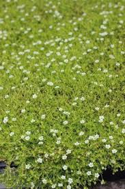 Image result for Sagina abyssinica