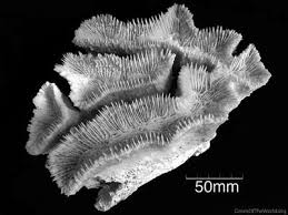 Image result for Flabellariopsis