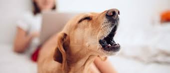 I live in a dog friendly apartment building. What To Do When A Neighbor S Dog Won T Stop Barking Apartmentguide Com