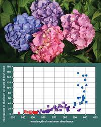 Hydrangeas prefer specific soil types and locations, particularly those that stay moist and get either morning or filtered sunlight, and those locations that can remain moist without staying overly. Curious Chemistry Guides Hydrangea Colors American Scientist