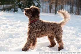 Check spelling or type a new query. 30 Barbet Ideas Water Dog Dogs Puppies