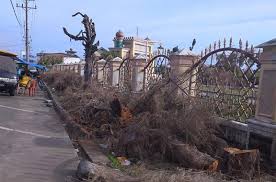 Most local bodies in the us will have clear guidelines for cutting down trees by the public even within their own yards. Pine Trees In Front Of Aceh Mosque Cut Down Because They Resembled Christmas Trees Coconuts Jakarta