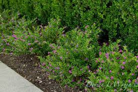 Www Eyeofthelady Com With Keywords 004 Cuphea Plant Garden Shrubs Landscaping Plants