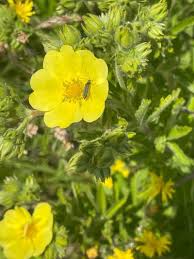 Image result for Potentilla recta
