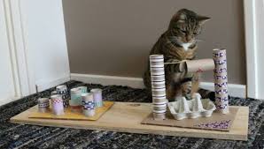 Toilettenpapierrollen Eierkartons Fummelbrett Katze Katzen Spielzeug Katzenspielzeug Selber Basteln Katzenspielzeug