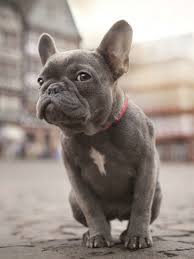 Back and white bulldog background. Aesthetic French Bulldog Wallpapers Wallpaper Cave