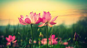Support us by sharing the content, upvoting wallpapers on the page or sending your own background pictures. 2048x1152 Wallpapers Page 129 Grass Forest Green Nature Platinumwall Ru Background Images Mo Lotus Flower Wallpaper Flower Desktop Wallpaper Flower Wallpaper