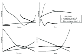 Image result for Limosella maior