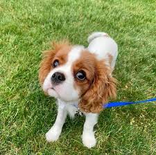 Lancaster puppies advertises puppies for sale in pa, as well as ohio, indiana, new york and other states. Cavalier King Charles Spaniel Posts Facebook