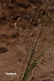 Image result for Pogonarthria squarrosa