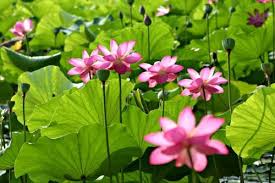 Fabulous bouquet 4.7/5 based on 2341 customer reviews $119.95 $99.95. Here Are Some Great Water Lilies And Lotus Flowers Together Water Lilies Lotus Plant Lotus Blossom