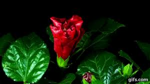 Time Lapse Watch Flowers Bloom Before Your Eyes Flower Watch Flowers Gif Beautiful Flowers Images