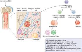Animal cell immune system definition. Training The Trainable Cells Of The Immune System And Beyond Nature Immunology
