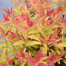 Image result for Spiraea x bumalda ´Crispa