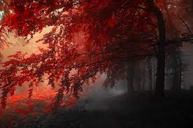 Red Leafed Tree Autumn Fog Landscape Road Trees 4k Wallpaper Hdwallpaper Desktop Forest Wallpaper Tree Hd Wallpaper Landscape Wallpaper
