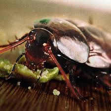 Crush the ootheca by stomping on it or squishing it, and then carefully vacuum up the pieces and dispose of it in an outdoor trash can. Your Ears Are Cockroach Heaven And That S Why They Keep Crawling In There The Verge