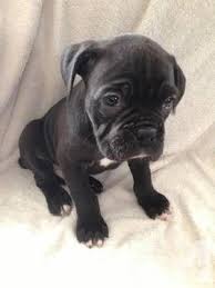 Akc Boxer Puppies Boxer Puppies Boxer Puppies For Sale American Boxer Dog