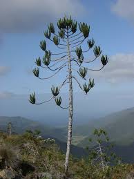 Image result for Arauk rie Araucaria