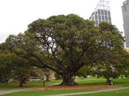 This landmark moreton bay fig tree is the largest of the ficus macrophylla represented in the park. Ficus Macrophylla Wikipedia