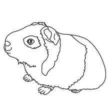 Drucken sie die pdfs der ausmalbilder ganz einfach und zu 100% kostenfrei aus und lassen sie ihren nachwuchs, weihnachtsmann, christbaum und co. 37 Meerschweinchen Bilder Zum Ausmalen Besten Bilder Von Ausmalbilder