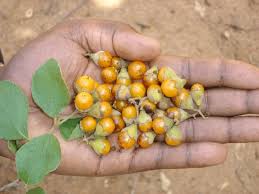 Image result for Cordia monoica