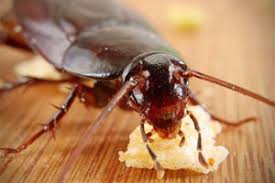 But you needn't spend sleepless nights just yet. Pest Control Services In Bangalore 30 Off Pestcontrol Hs